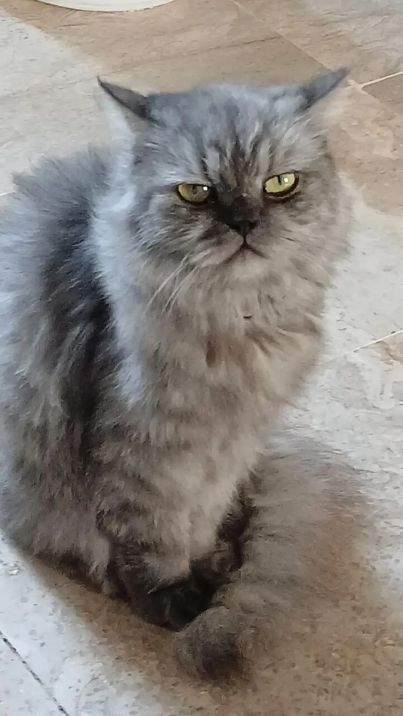 persion cat with yellow eyes — photo 4