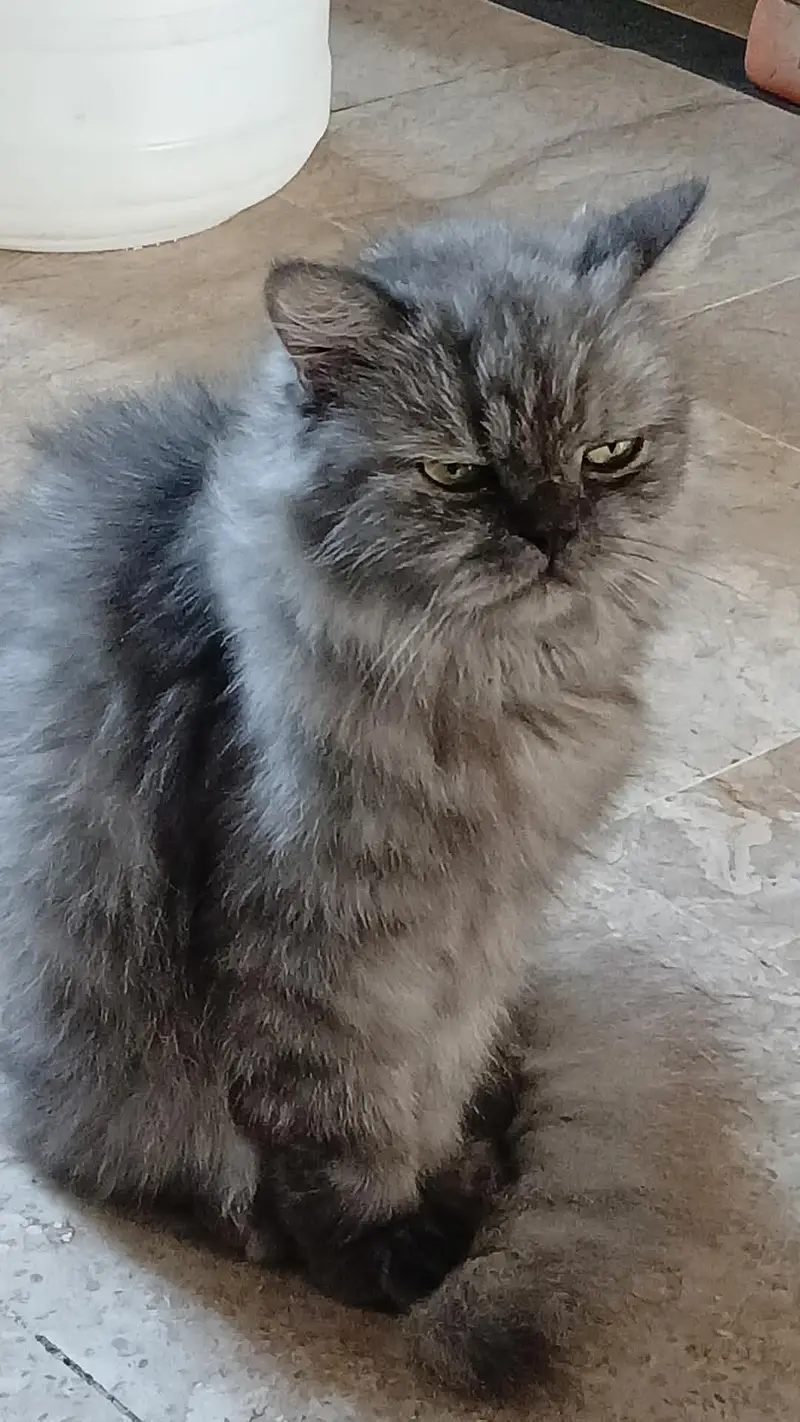persion cat with yellow eyes — photo 5