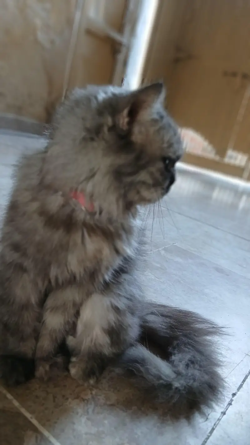 persion cat with yellow eyes — photo 6