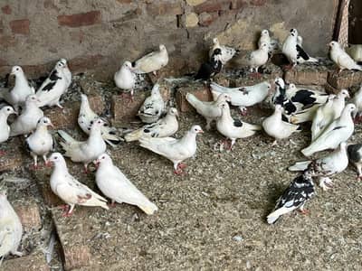 pigeon sale