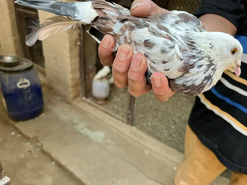 pigeon sale — photo 11