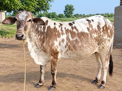 Beautiful Cholistani Cow For Sale