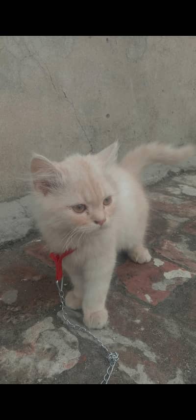 "Female Persian Cat – Fluffy & Beautiful”