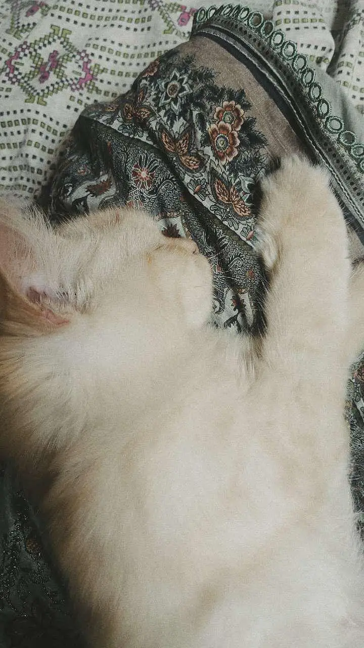 "Female Persian Cat – Fluffy & Beautiful” — photo 2