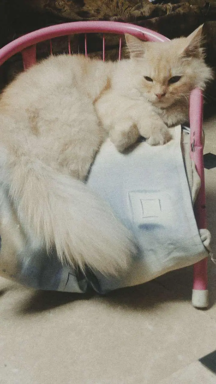 "Female Persian Cat – Fluffy & Beautiful” — photo 3