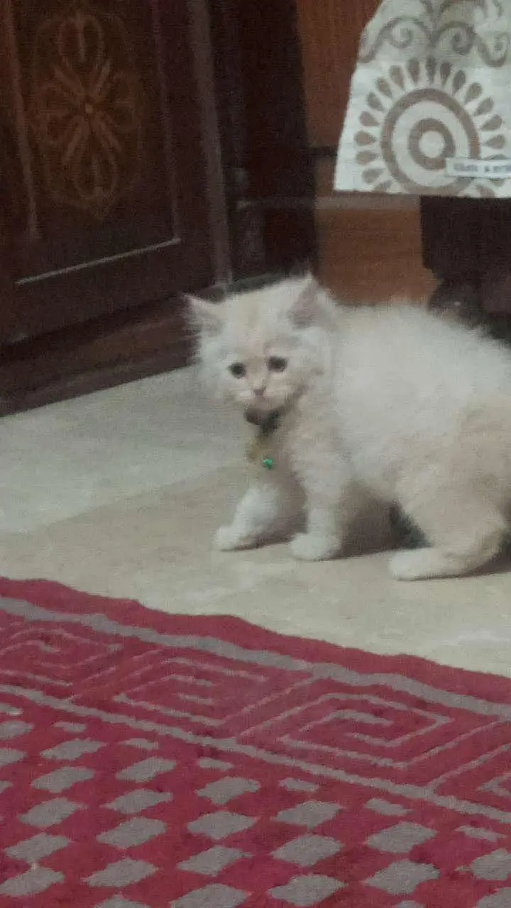 "Female Persian Cat – Fluffy & Beautiful” — photo 4