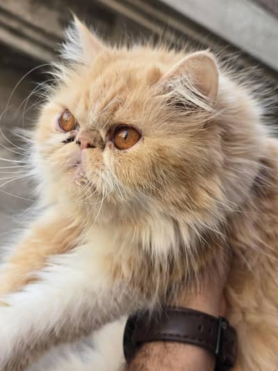 Persian cat triple code