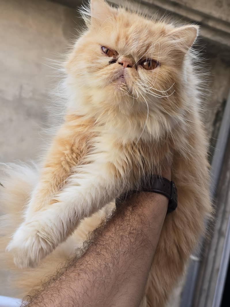 Persian cat triple code 1