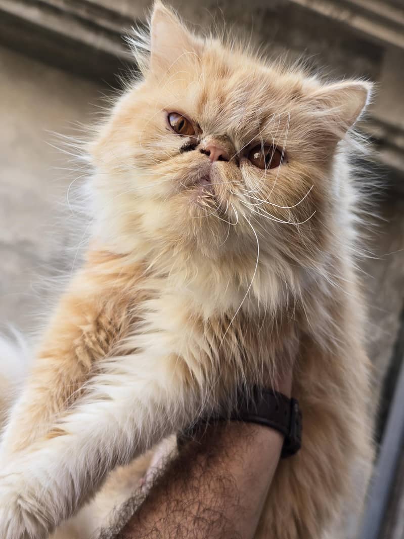 Persian cat triple code 2