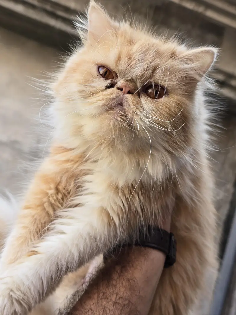 Persian cat triple code — photo 3