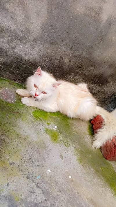 persion breeder female cat for sale