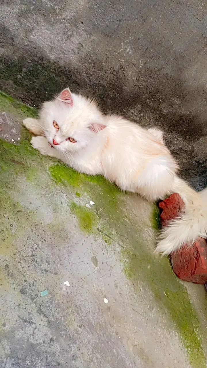 persion breeder female cat for sale — photo 2