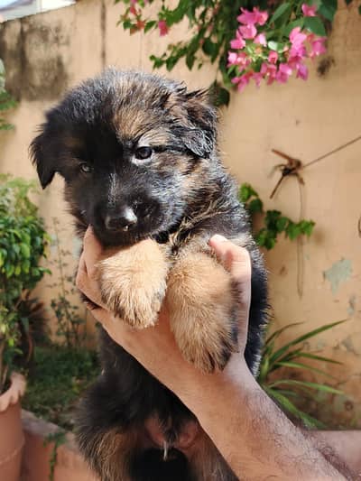 GSD PUPS AVALAIBLE
