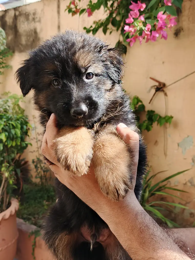 GSD PUPS AVALAIBLE — photo 2