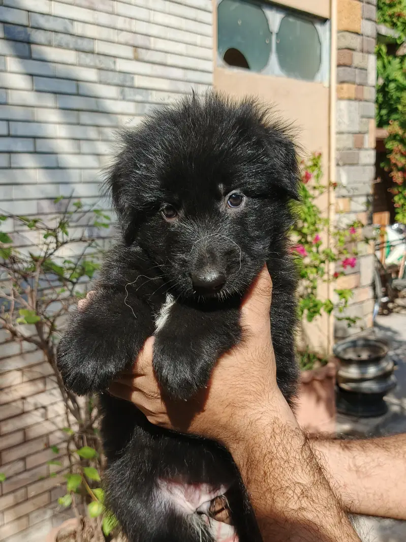 GSD PUPS AVALAIBLE — photo 3