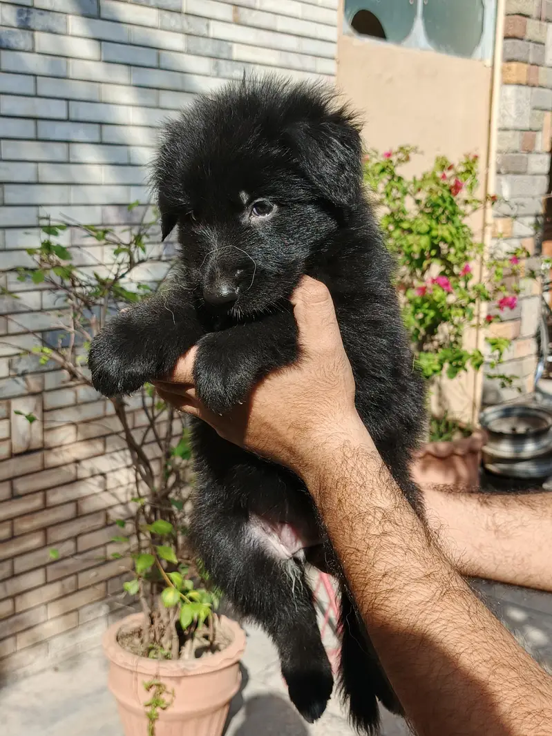GSD PUPS AVALAIBLE — photo 4