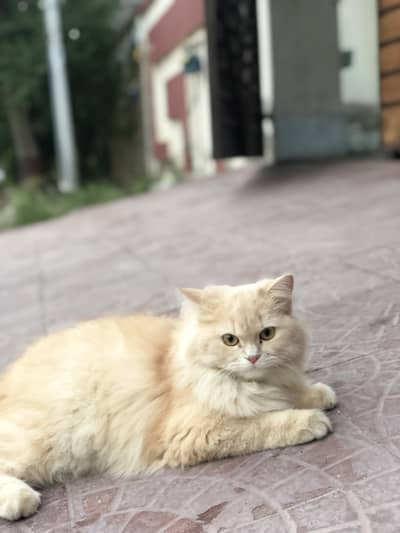 Persian cat doll face 10 months