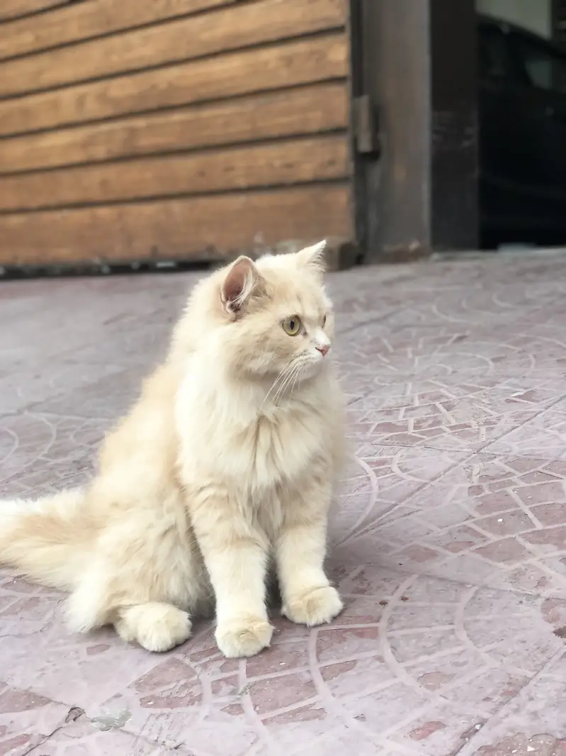 Persian cat doll face 10 months — photo 3