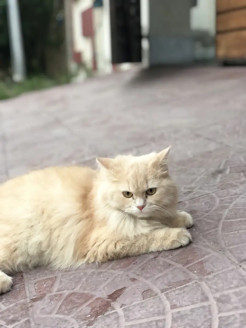 Persian cat doll face 10 months — photo 5