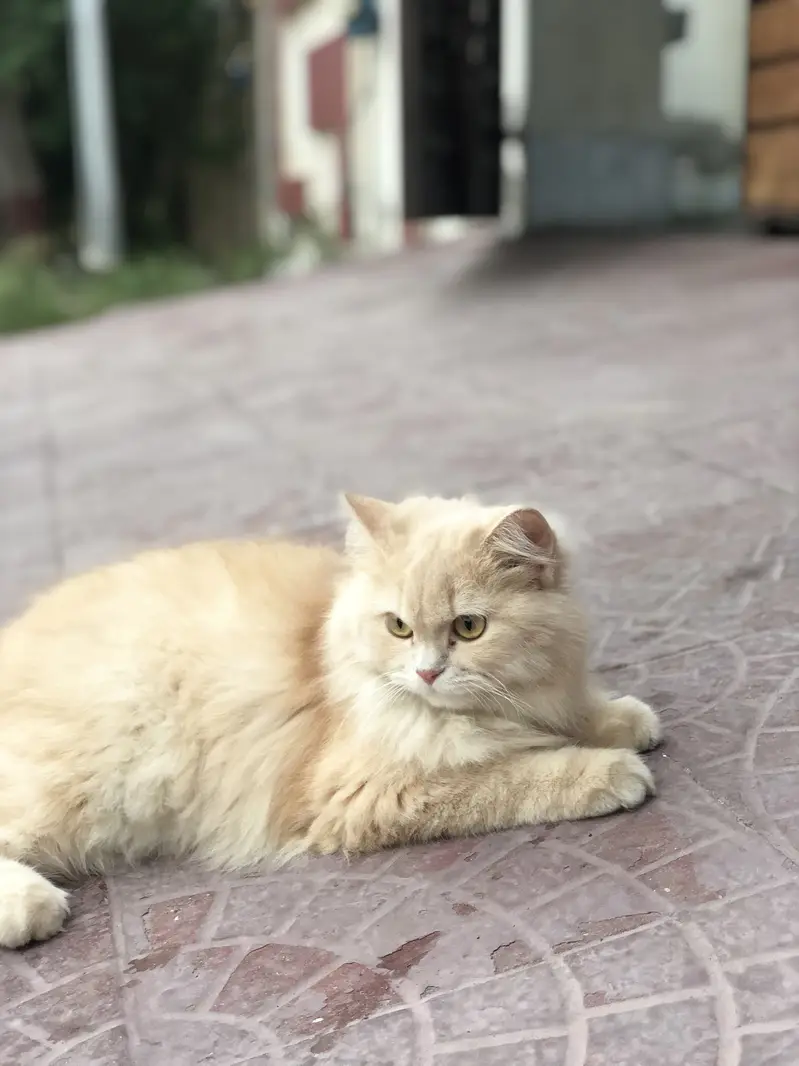 Persian cat doll face 10 months — photo 6