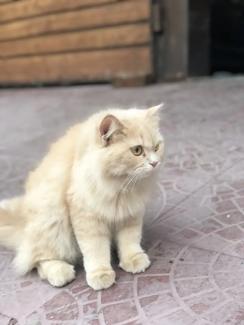 Persian cat doll face 10 months — photo 7