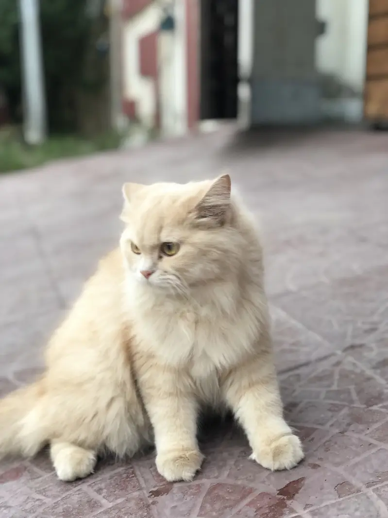 Persian cat doll face 10 months — photo 10