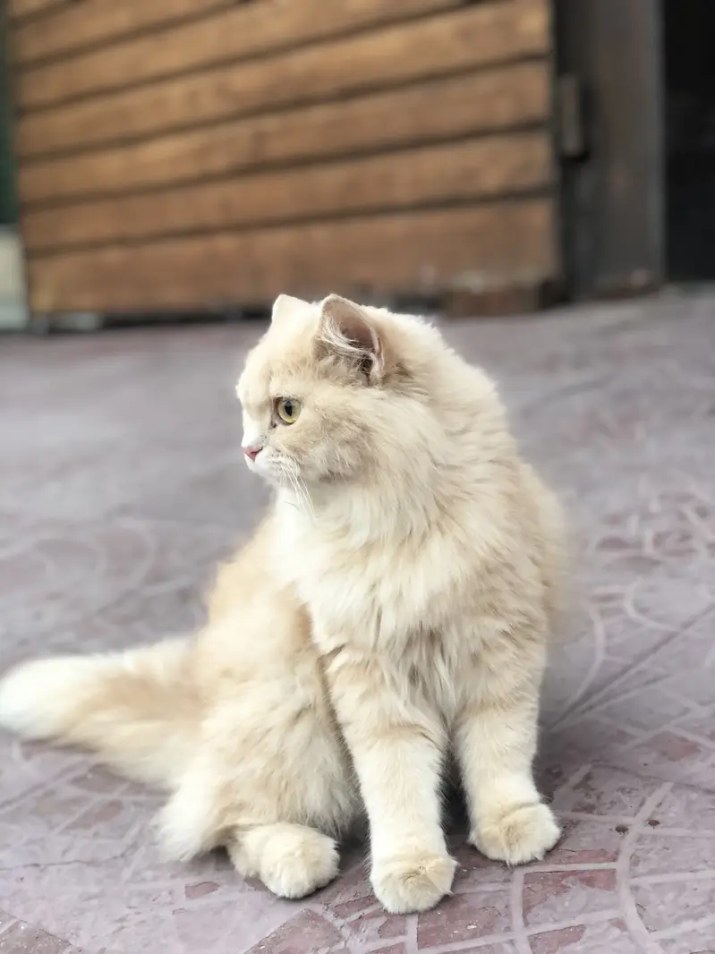 Persian cat doll face 10 months — photo 11