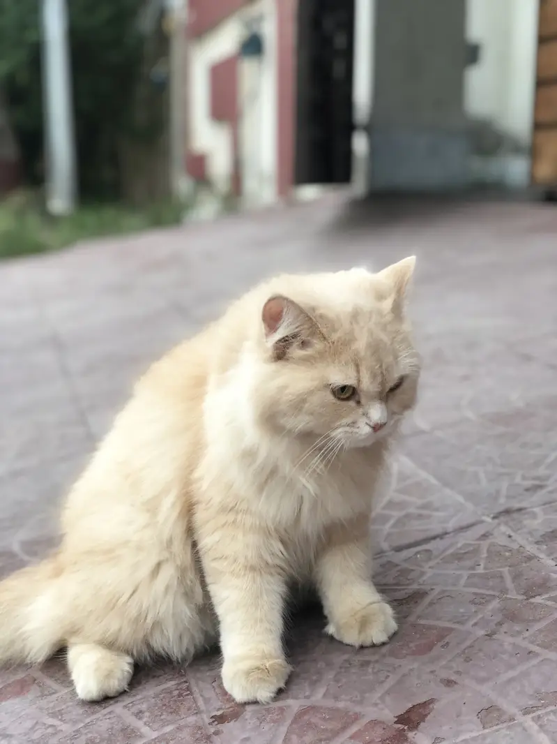 Persian cat doll face 10 months — photo 12