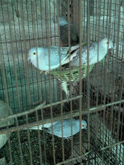 doves for sale