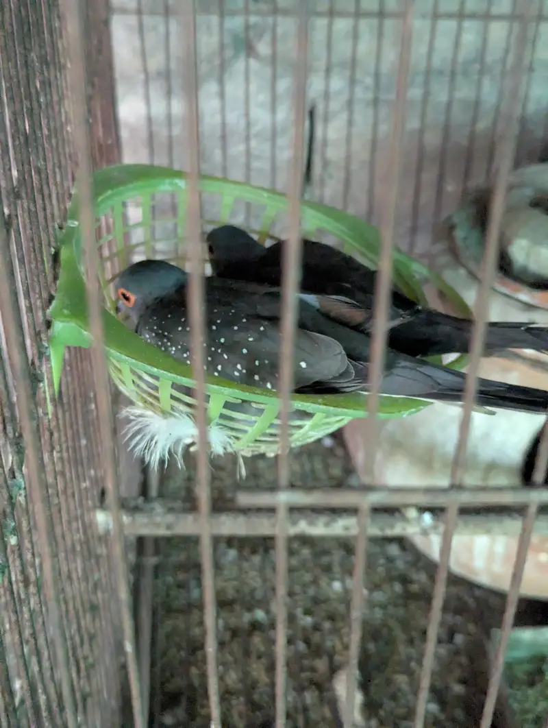 doves for sale — photo 2