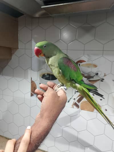 Hand-Tamed /Talking Raw Parrot