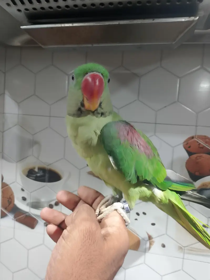 Hand-Tamed /Talking Raw Parrot — photo 2