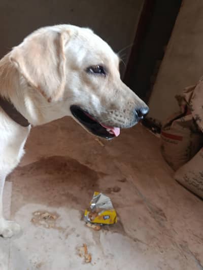 Pure Labrador Female – Friendly & Active | Healthy Dog
