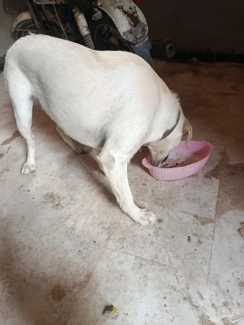 Pure Labrador Female – Friendly & Active | Healthy Dog — photo 2