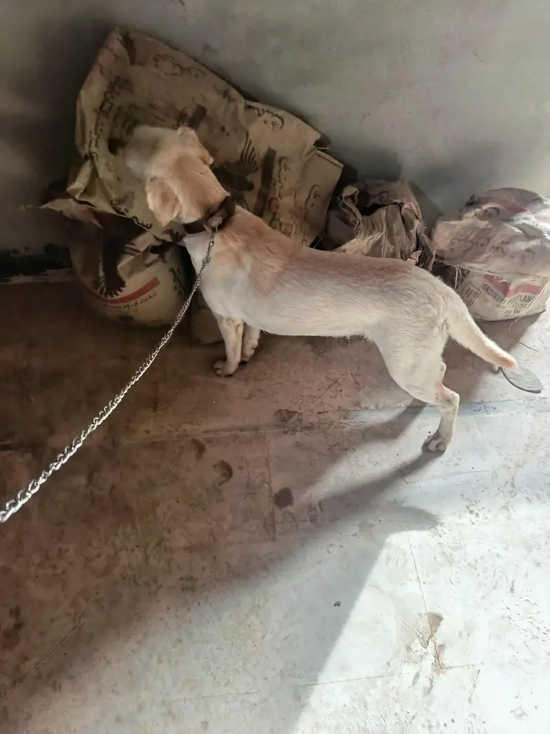 Pure Labrador Female – Friendly & Active | Healthy Dog — photo 3