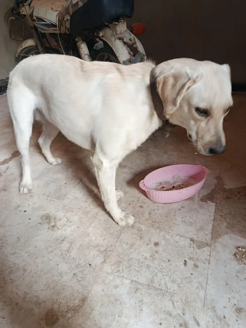 Pure Labrador Female – Friendly & Active | Healthy Dog — photo 4