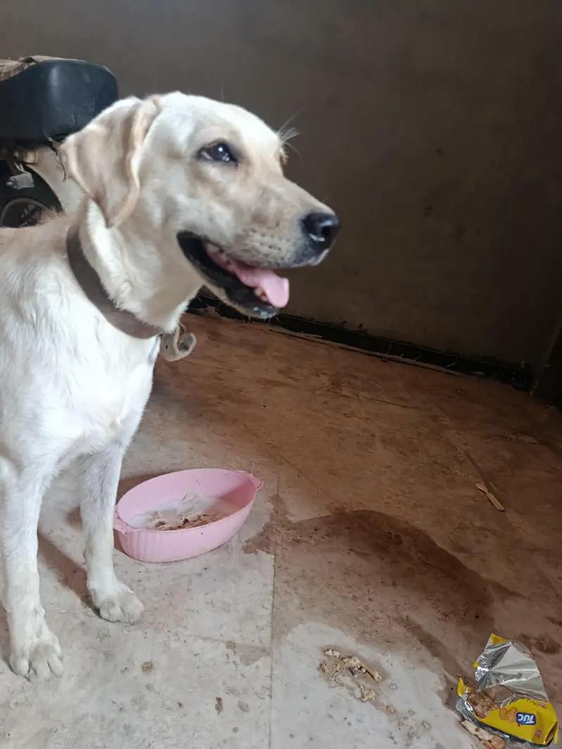 Pure Labrador Female – Friendly & Active | Healthy Dog — photo 5