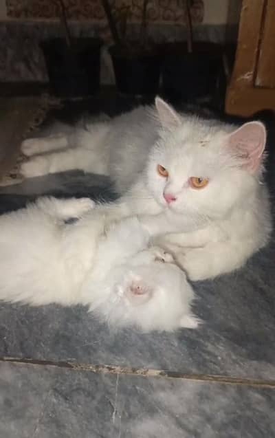 breeder female cat 03043583306 wtsp