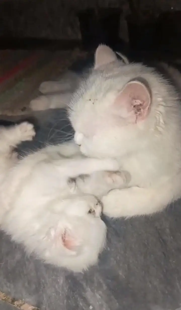 breeder female cat 03043583306 wtsp — photo 2