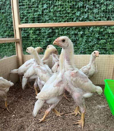 shamo chick