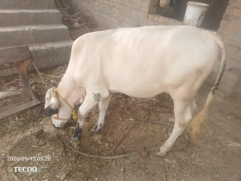 Fateh Jangi bacha For Sale WhatsApp 03495099920 — photo 2