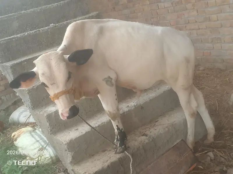 Fateh Jangi bacha For Sale WhatsApp 03495099920 — photo 3