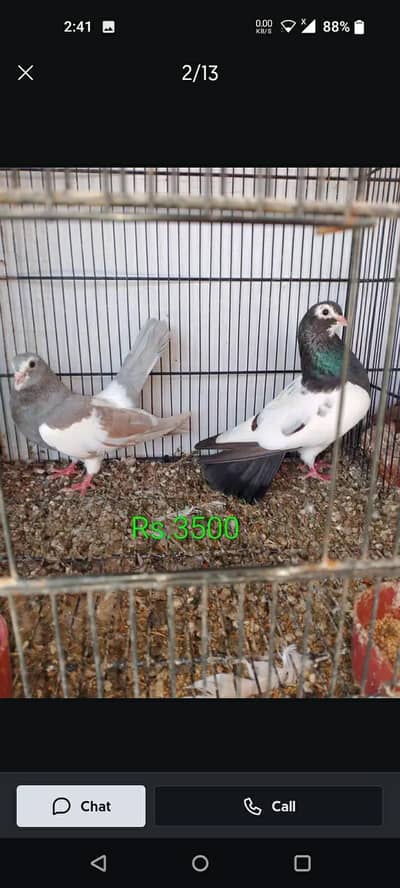 khal breeder pair