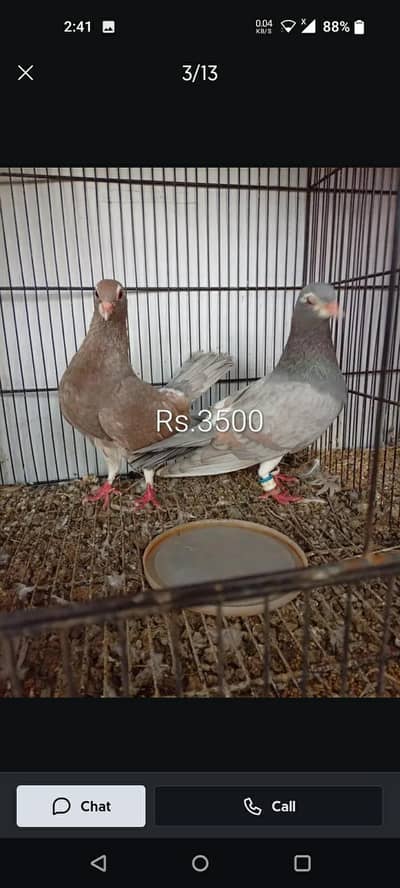 khal breeder pair