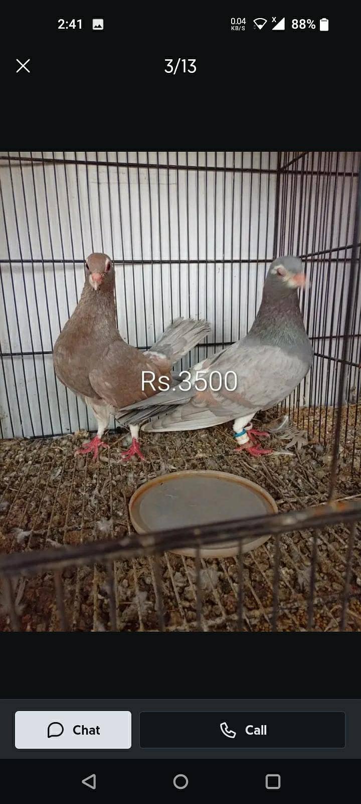 khal breeder pair 3