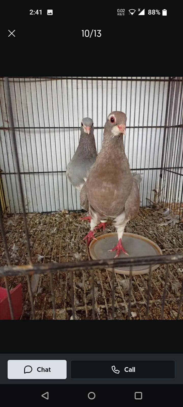 khal breeder pair 5