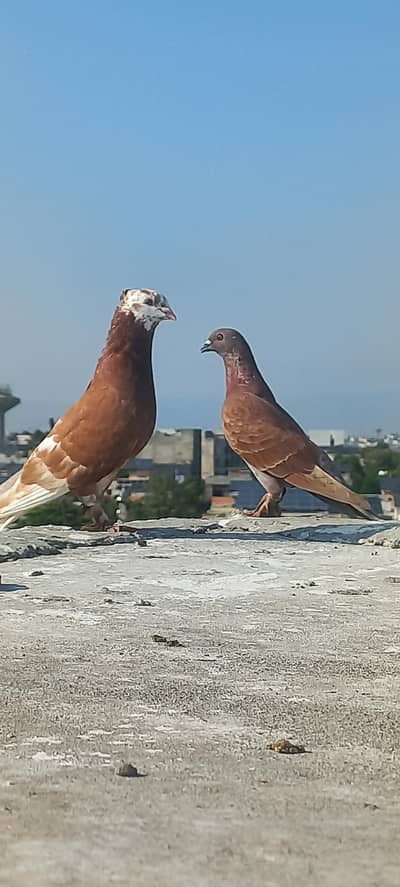 fancy pigeon pairs