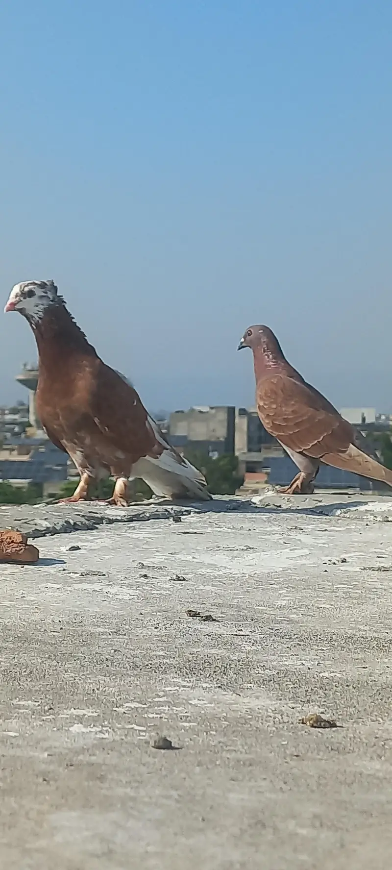 fancy pigeon pairs — photo 2