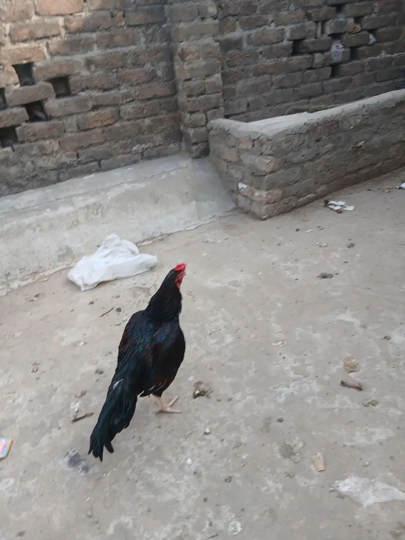 2 aseel murgha for sale — photo 4
