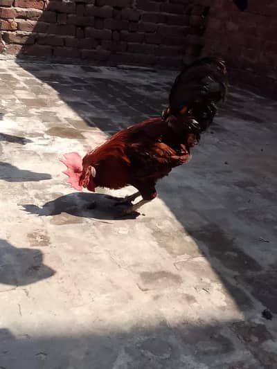 Golden Brown kukkar